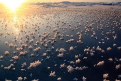 sci-universe:  These spiky little bunches of ice, called frost flowers, form on thin and new ice in the Arctic Ocean. (Photos by Mattias Wietz) 