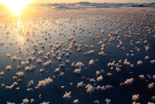 planesdrifter:  These spiky little bunches of ice, called frost flowers, form on thin and new ice in the Arctic Ocean. (Photos by Mattias Wietz) 