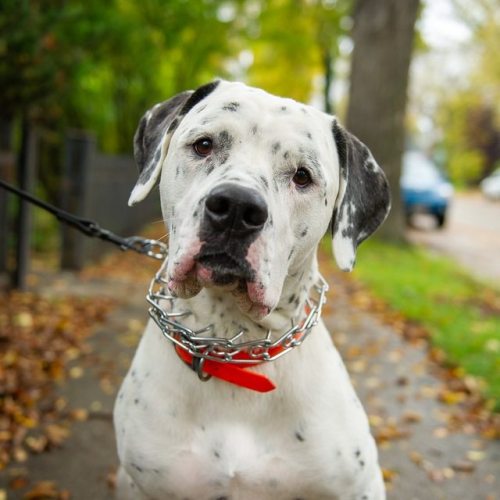 Ozzie, (3-y-o), Argentinian Mastiff/Dalmatian mix, Grosvenor Street, Winnipeg. “He was a rescu