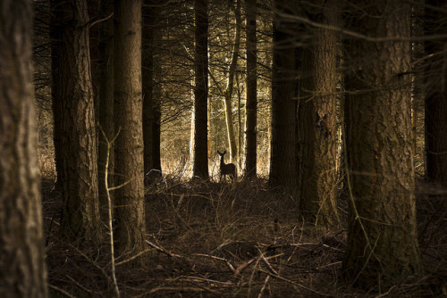 unbenannt by Amnebient on Flickr.
