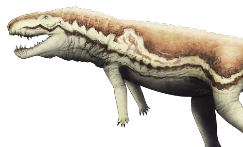 i-draws-dinosaurs: WWD2020: Postosuchus kirkpatricki First of all, I’d just like to say a huge thank