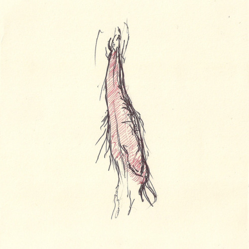metakinky: Studies of the female genitalia.Black and red pen on paper. 