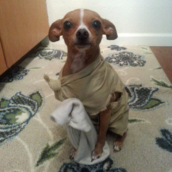 tastefullyoffensive:  Dobby is a free elf!