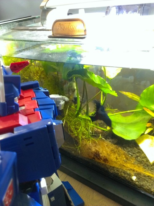 HE’S BIG ENOUGH TO FEED MY FISH.Captain America was impressed and was flaring at him. There ca