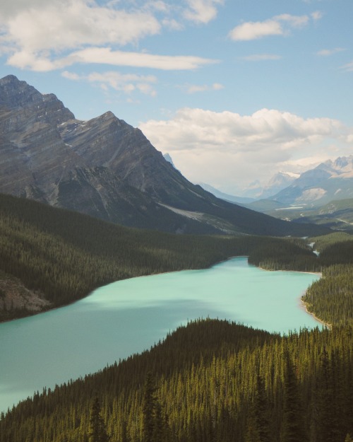 thosedouglasfirs: Peyto Lake, AB 2016 I still can’t get over how beautiful the colour of the water 
