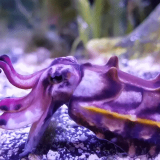 Flamboyant Cuttlefish