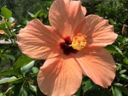 plantsyfaerie:  hibiscus by plantsyfaerie