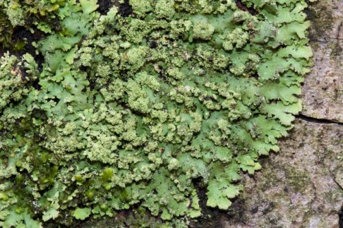  Phaeophyscia rubropulchraOrange-cored shadow lichen This foliose lichen grows in small roundish-pat