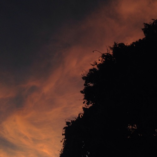 my mango tree and the sky