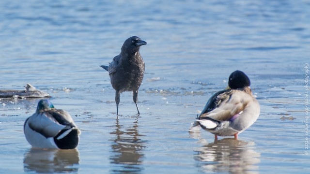 buggybird:todaysbird:  i really like when crows just insert themselves into a group