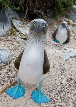 angel-kiyoss:  Amazing blue footed boobies.