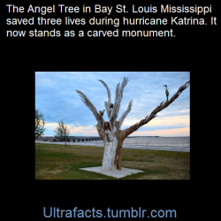 Ultrafacts:    Bay St. Louis, Miss. | It’s Called The “Angel Tree,” And This