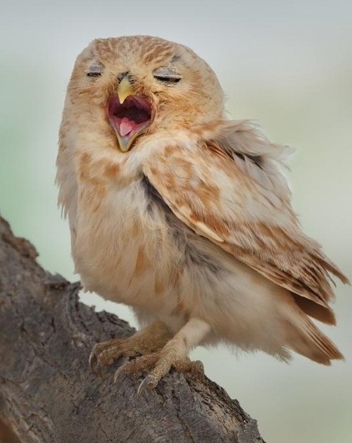 owlday:Little Owl by Bin Sultan
