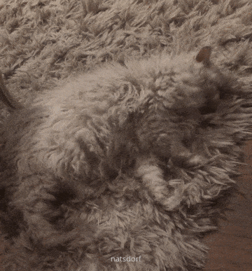 thenatsdorf: Rug comes to life. (via Milllaur)