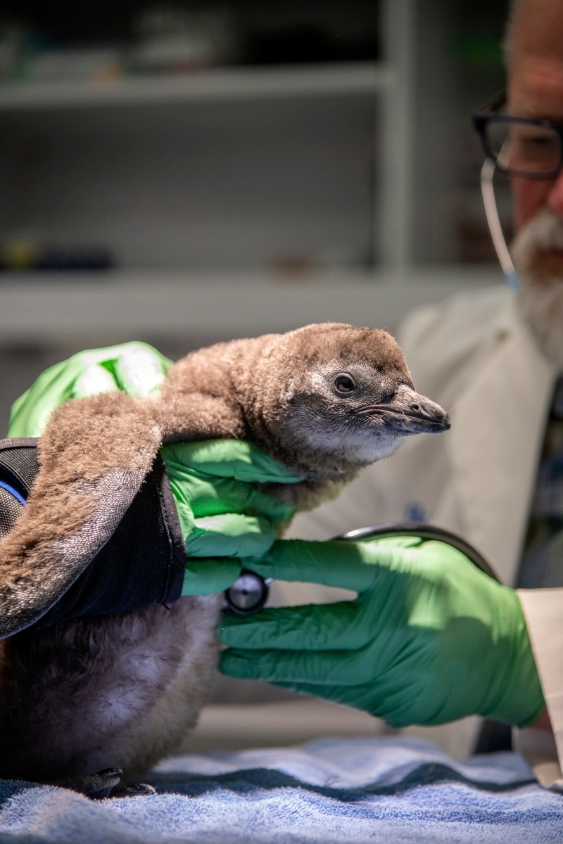 It’s a very special penguin chick update for Penguin Awareness Day! Our two newest—and floppiest—African penguins, Tule (pictured here) and Piper, are doing great behind the scenes and are just starting to explore the world around them.
According to...