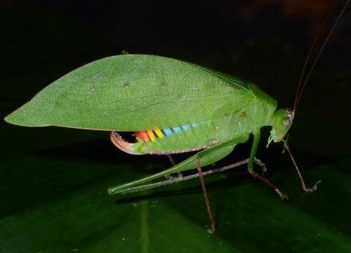 onenicebugperday - onenicebugperday - Rainbow Katydids by Arthur...