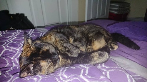 Such A Rough Life For Sadey. #catlounging #cats #cat #catsleeping