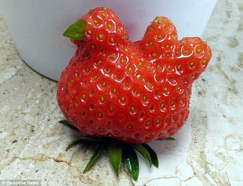 joasakura:archiemcphee:This awesome strawberry looks like a plump chicken sitting on her nest. Reube