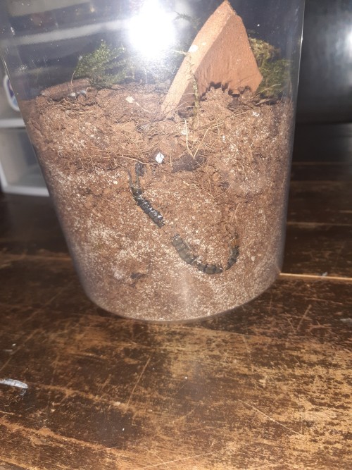 I Also Upgraded My New Centipede. This Centipede Does Not Have A Name Yet. Originally She Was Just In