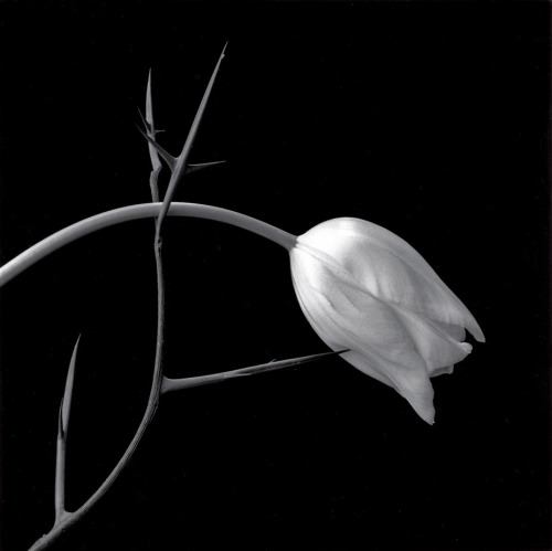 templewhite:  Tulip, 1985 Robert Mapplethorpe 