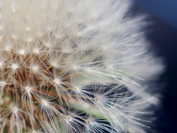 綿毛 by Polotaro on Flickr.dandelion