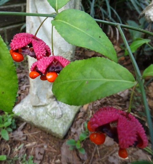 Fun freaky plant in the garden, native Hearts a Bustin’. Red seed pods bust out of their spiky pink 