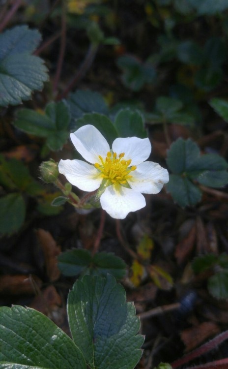 Fragaria chiloensis is in the family Rosaceae. Commonly known as beach strawberry, it is native to t