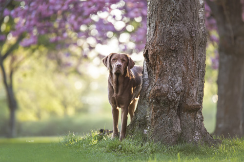 cherry trees