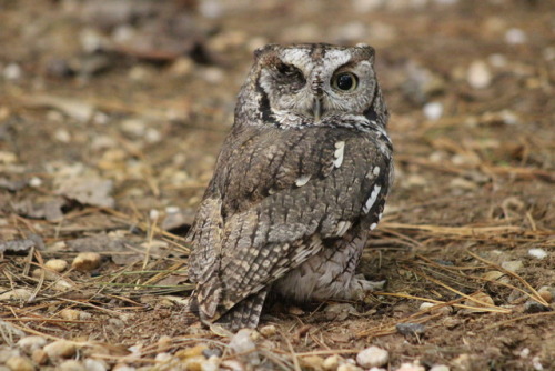 Identification photos have become a great way for the public to see our rehab birds. Our goal is to 