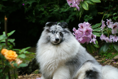 running-dog:  Coba and flowers.  He is a fluffy little garden spirit.  …also, I love both this rhododendron and this rose.  It is really great to have them both blooming at once! 