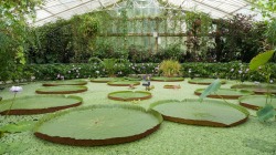 botanical-inspiration:    Kew Gardens: Waterlily