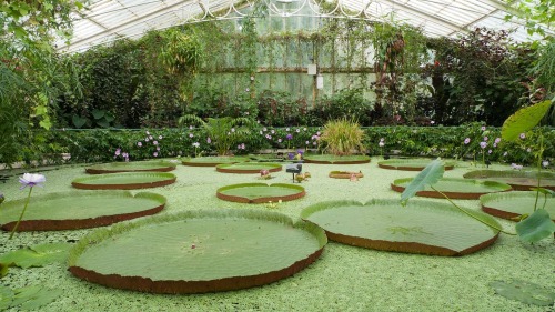 botanical-inspiration:Kew Gardens: Waterlily HousebyPhil McIver