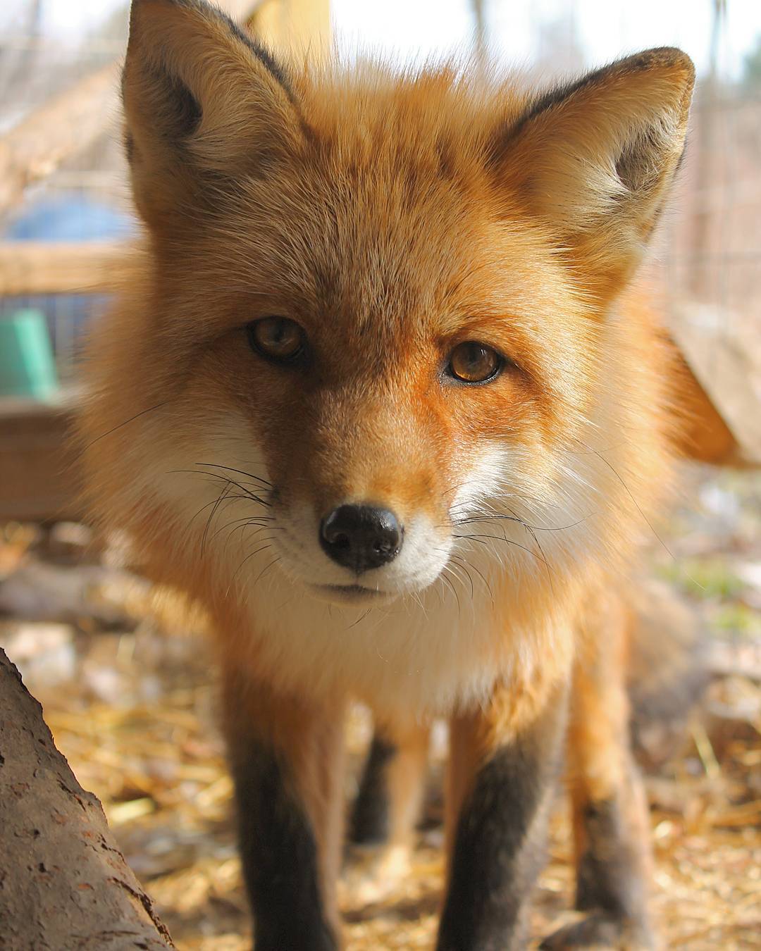 everythingfox:  Such a beautiful animalVincent the Fox