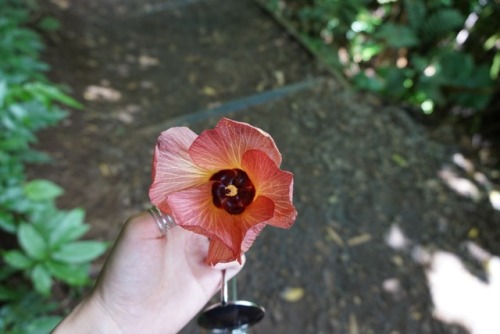 northern-nomad: Taken on the short 1.6 mile trail up to Manoa Falls. This waterfall is 150 feet tall