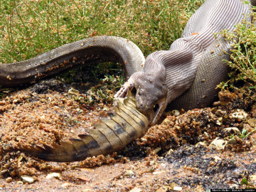 sorworld:  tellmehowyoulosteverythingyouhad:  lightkeyblade:  After a long-fought battle in Australia, a python bested a crocodile and swallowed the reptile whole over a span of several hours in Queensland, Australia. The snake reportedly fought the