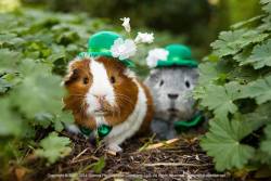 thedailyguineapig:  ☘ 🍀 Happy St. Patrick’s