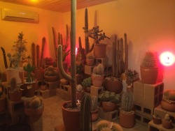 subtilitas:  things have been silent here lately as I have been working with some friends on opening a cactus store. los angeles based readers please visit us: www.hotcactus.la normal posts to resume next week.