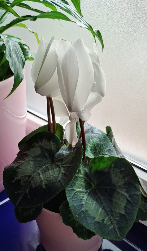 lilwippsteert:Found this beautiful big cyclamen yesterday in a plant store and finally caved in 🤍 Pictured: Cyclamen persicum