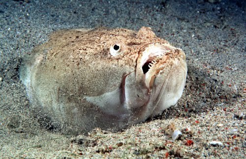Stargazers are a family of fish, found in shallow ocean waters all over the world. They bury themselves into the sand, often with just their eyes staring eerily upwards, hence their name. Using this method, they can look out for prey before leaping up