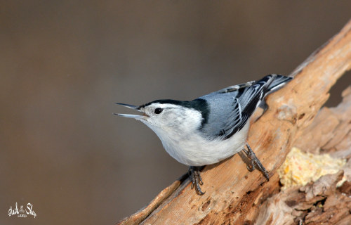 birds-that-screm: White-breasted Nuthatch (Sitta carolinensis) © Loki Odinsson