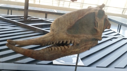 paambtomaquet:Dinosaurs at Museum of science, Valencia, Spain