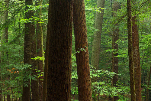 Cook Forest: Trees for the forest by Shahid Durrani on Flickr.