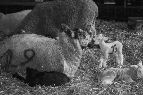 This mother sheep was happy to comfort this little lamb who needed some reassurance - even though it