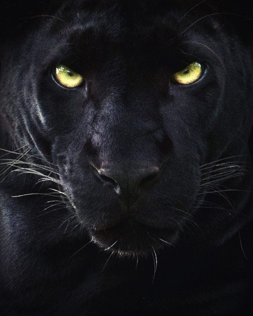 beautiful-wildlife:  The Night Walker by adult photos