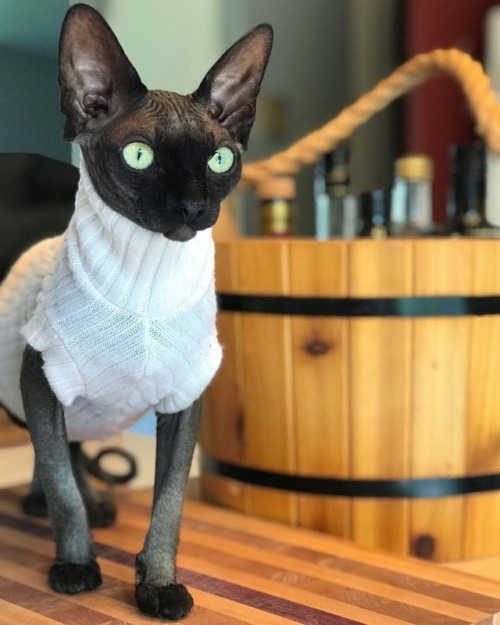 sphynxlair: The Daily Nude! 10.2 @sphynx_missblue_missebene Ready for winter! ❤️ #sphynxlair