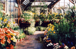 nostalgic-dreaming:  Glasgow Botanic Gardens