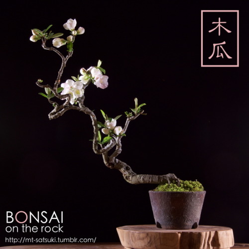 木瓜（ボケ）の盆栽BOKEH, Japanese Quince bonsai2017.4.15 撮影bonsai on the rock| Creema | BASE | Zazzle.co.jp |