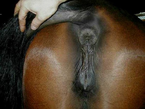 XXX horseboy2:  “BEAUTIFUL, BEAUTIFUL, photo