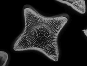 zerostatereflex: Microorganisms: “Microscopic Life: The World of the Invisible” 1958 Encyclopaedia Britannica Films  All this beautiful life we never see. 