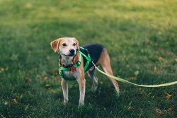 rebeccathenaturalist:Hero Dog? How to Prevent Dog-Wildlife ConflictsOriginally posted on my blog at https://rebeccalexa.com/hero-dog/We’ve all seen the headlines: “Hero dog saves owner from rattlesnake!” “Hero dog saves owner from bear!” “Hero